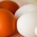 Ovos Brancos e Vermelhos, qual é a diferença entre eles? Qual é mais nutritivo? Vamos conhecer mais sobre esse alimento.